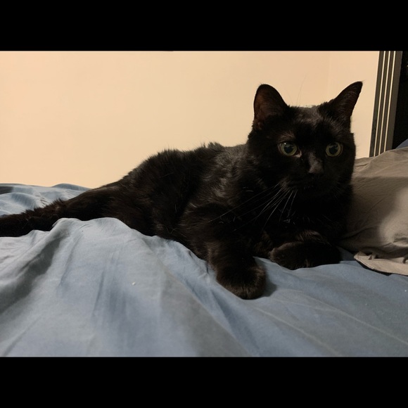 Meet your Posher, Kollene - Picture 3 of 3